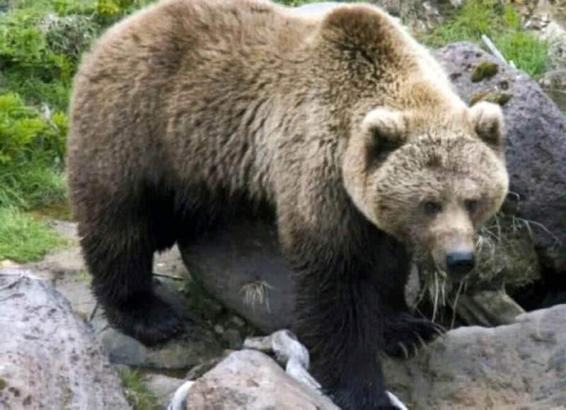 Ситуация с выходом медведей к людям стабилизировалась на севере Хабаровского края