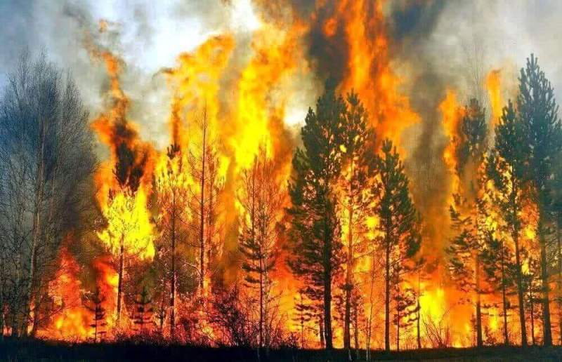 Площадь лесных пожаров в Иркутской области выросла втрое