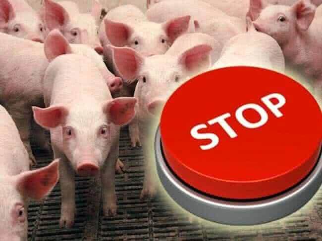 Не кнутом, так мясом. Украина снова запрещает импорт польской свинины