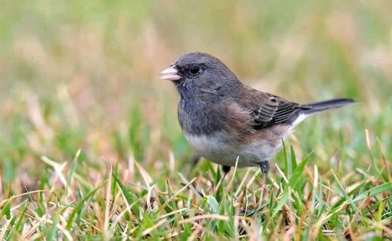 Самки певчих птиц могут подражать самцам