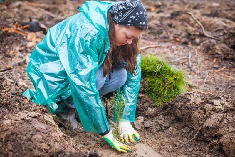 Автовладельцы и волонтёры РусКлиматФонда восстановили   пять гектаров  леса  в Подмосковье 