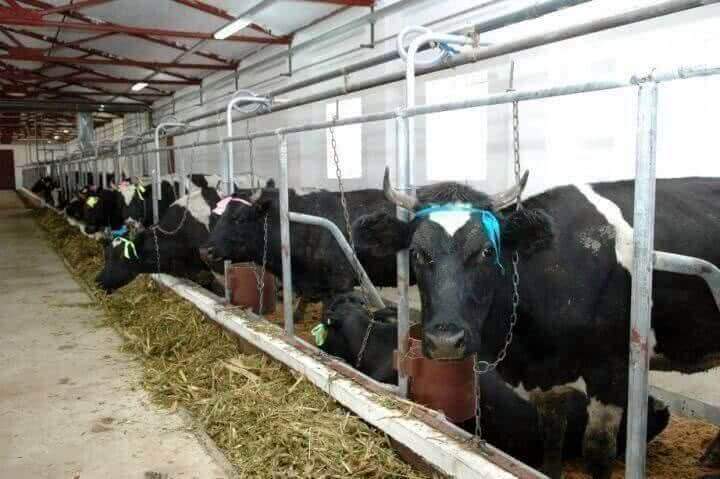 Хабаровский край получит почти 13 млн рублей из федерального бюджета на развитие молочного животноводства