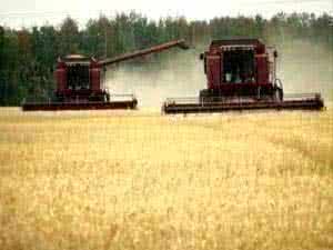 В Тамбовской области намолочен первый миллион тонн зерна