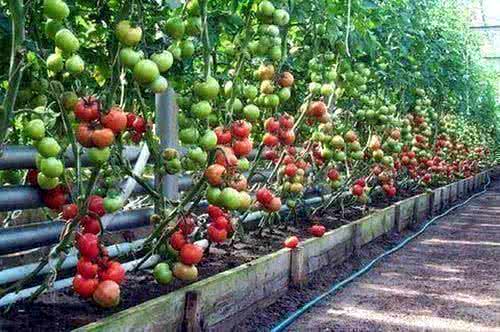 В Павловском районе Краснодарского края строятся теплицы по выращиванию томатов