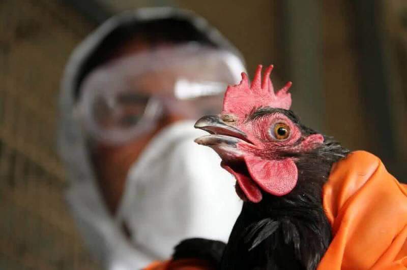 В России отмечена первая вспышка птичьего гриппа