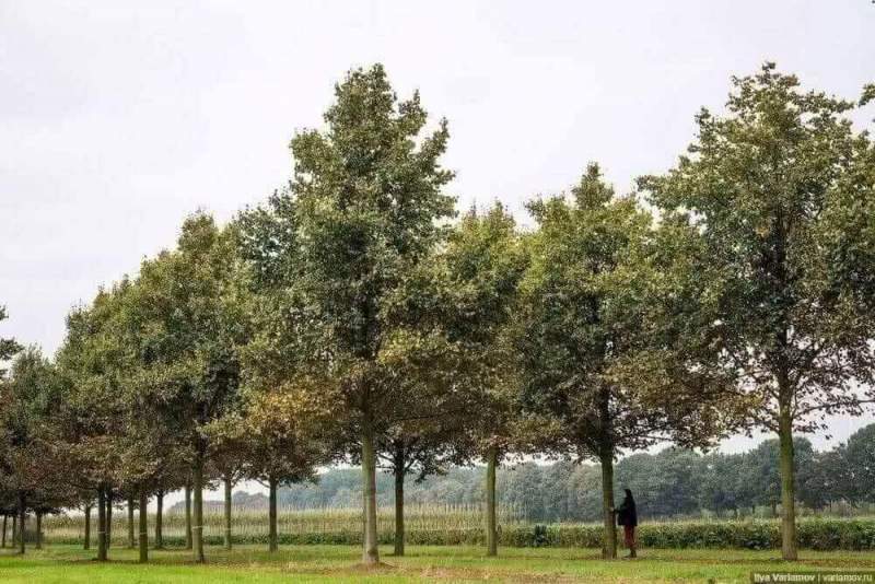 Для борьбы с глобальным потеплением хотят посадить 1 трлн деревьев