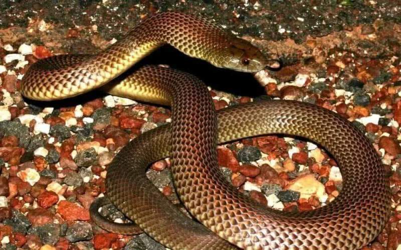 Фото австралийской девочки с ядовитой змеей набирает популярность в соцсетях
