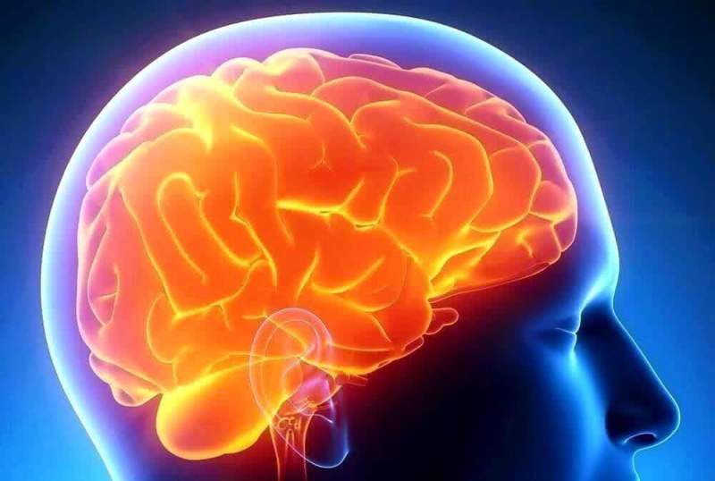 Ученые раскрыли тайну появления мозговых «морщин»