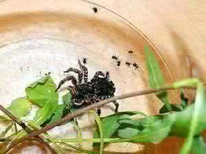 Южнорусские тарантулы вновь обнаружены в Ливенском районе