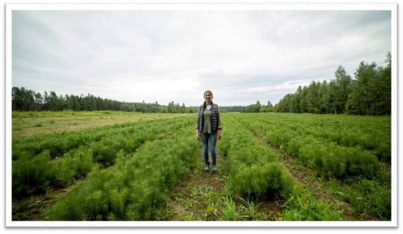 В Волгоградской области посадят лес, чтобы уменьшить последствия изменения климата