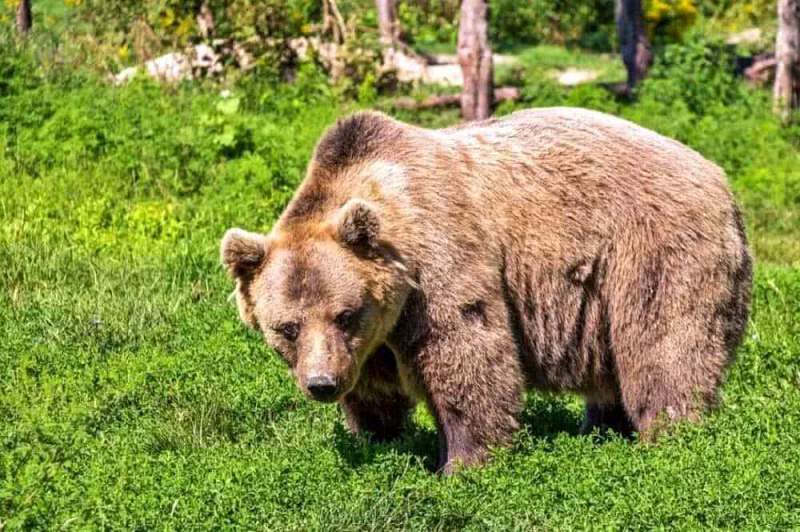 Медведь насмерть задрал шестилетнего ребенка