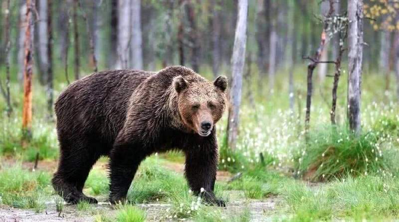 Медведь насмерть задрал шестилетнего ребенка
