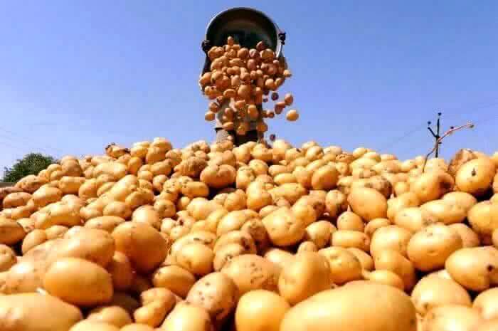 Тамбовская область планирует принять участие в госпрограмме по развитию селекции картофеля 