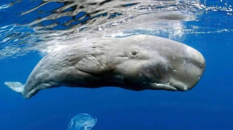 Ученые занимаются расшифровкой «речи» китов