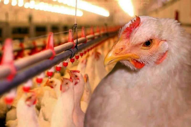 Продажа цыплят бройлеров для начинающих заводчиков в Украине
