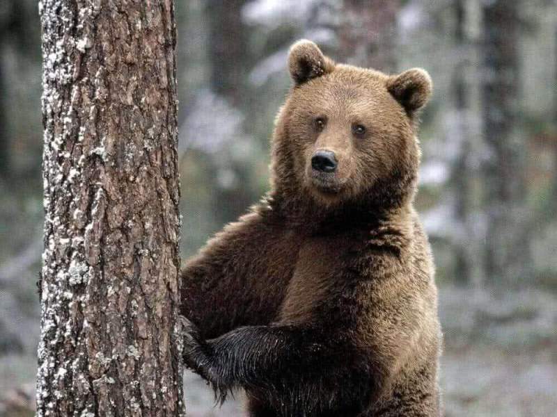 Британских болельщиков запугали «российскими медведями»