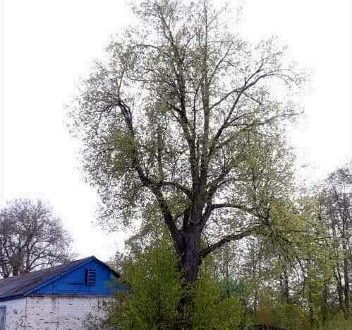 В Тамбовской области еще два дерева признаны памятниками живой природы