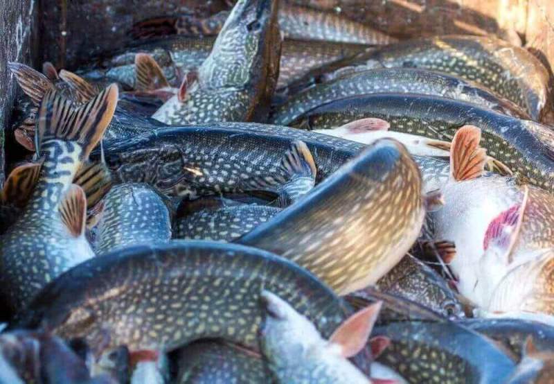 «Более 180 тонн ценных пород рыбы прогнозируется к добыче на Чебоксарском водохранилище и р.Ока в границах Нижегородской области» - Татьяна Аракчеева