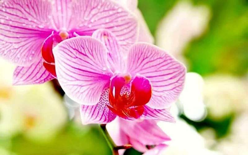 Интернет-магазин орхидей – возможность купить эстетическое наслаждение