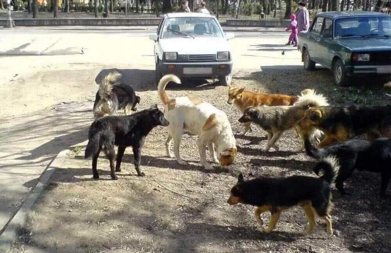 В Махачкале начались массовые убийства бродячих собак