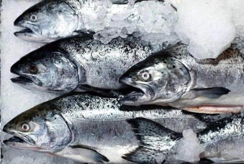 Почти 700 тонн рыбы с минимальной наценкой поступит в торговые сети Хабаровского края до конца сентября