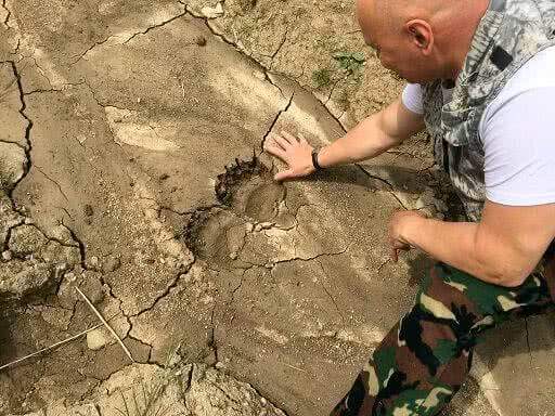 В Кузбассе сотрудники заповедной территории провели учет бурого медведя