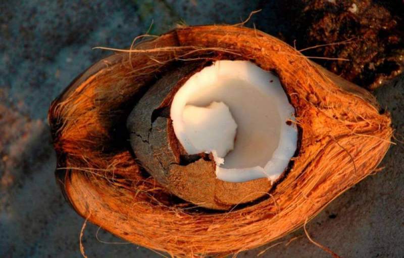 О свойствах ортопедических матрасов с кокосовой койрой и секретах их правильного выбора