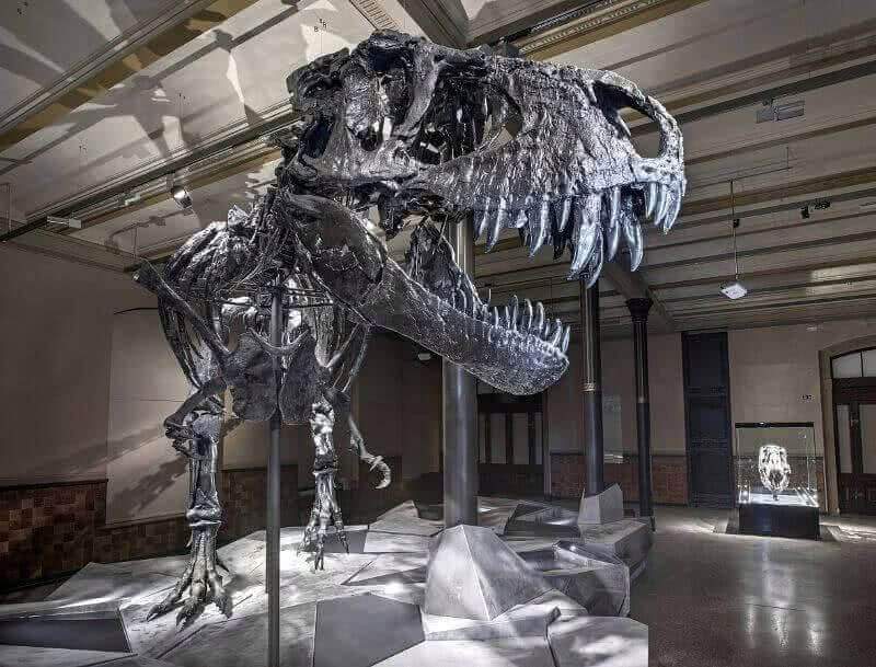 Скелет тираннозавра продемонстрирует Берлинский музей естествознания 