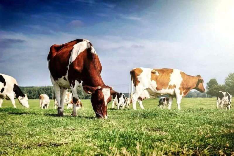 Повышение потребления молока ведет к глобальному потеплению
