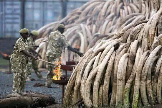 В кенийском аэропорту арестовали самый большой объем  незаконно добытой слоновой кости