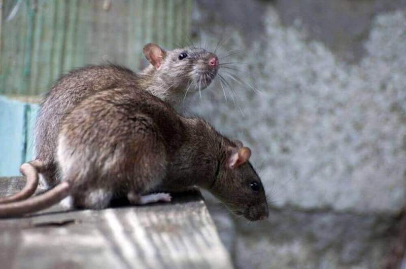 Какую опасность для человека представляют крысы и как с ними бороться