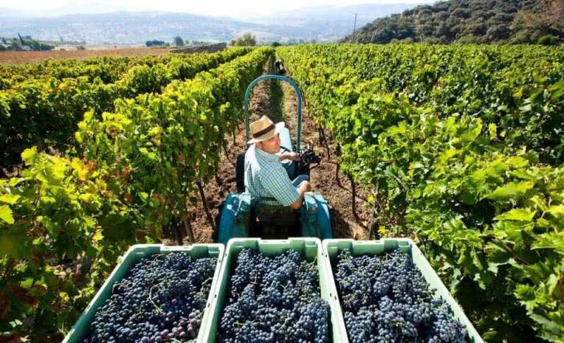 Особенности энотуризма в одной из винных столиц Испании - Ронде