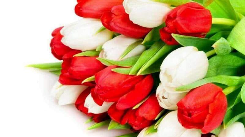 Какие цветы лучше подарить на 8 марта: топ популярных цветочных композиций