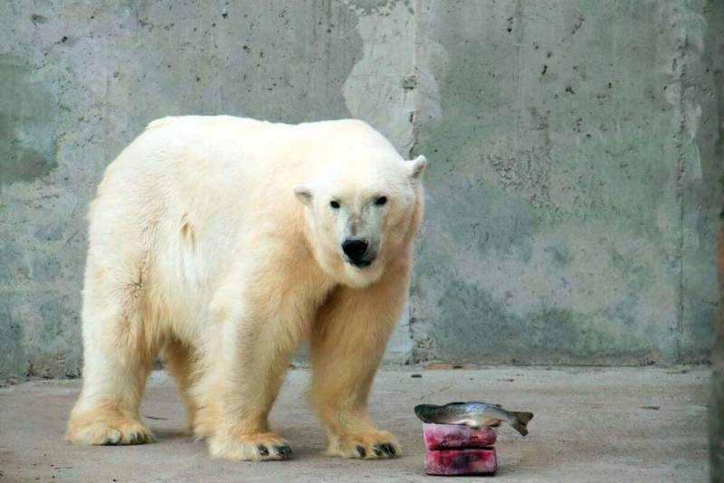 Для животных в Ленинградском зоопарке приготовили ледяные «торты»