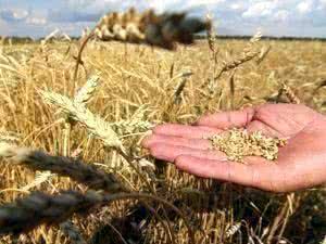 Хлеборобы Тамбовщины собрали более 2,8 миллиона тонн зерна