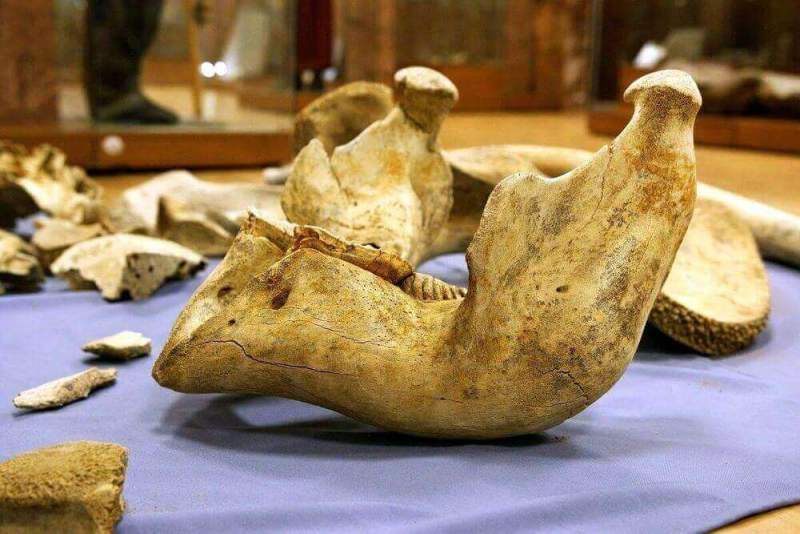 Палеонтологическая коллекция главного музея Хакасии пополнилась новыми экспонатами