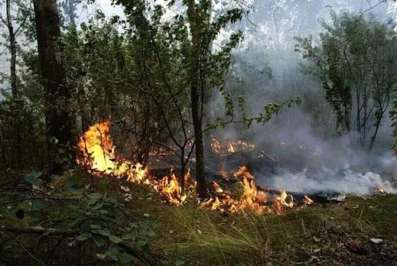 13 лесных пожаров потушено в Хабаровском крае за минувшие выходные