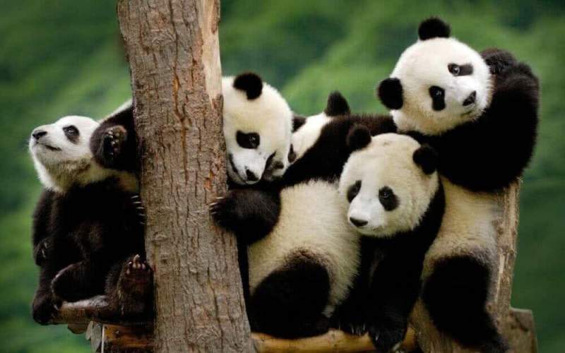 Ученые: «Панды являются коренными европейцами»