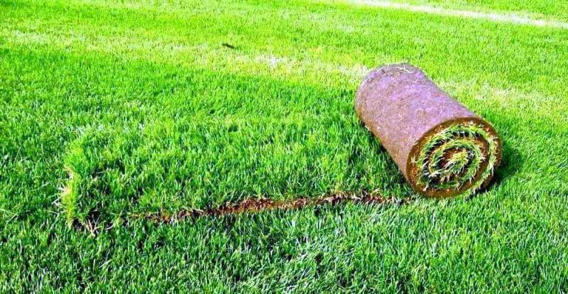 Укладка газона: цена, виды материалов, гарантии во время использования