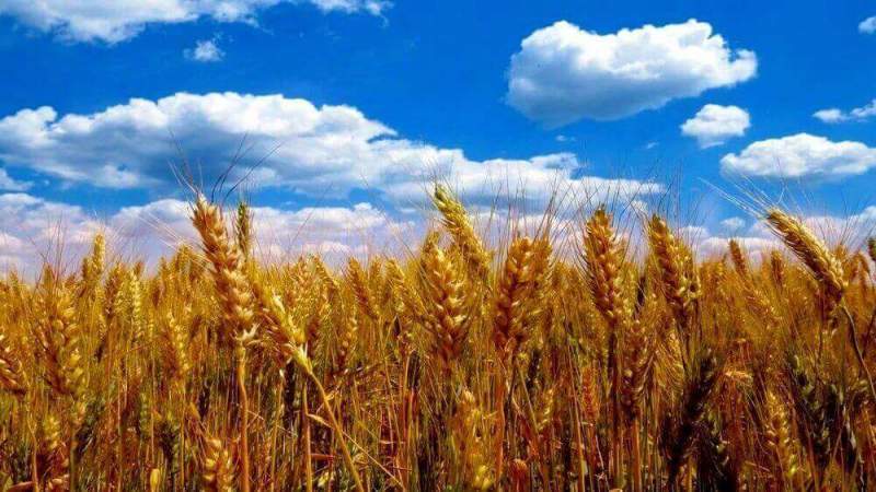Россия стремится к лидерству в экспорте пшеницы