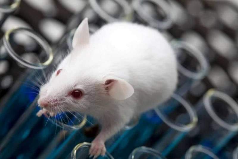 Ученые нашли сходство у мышей и реактивных двигателей