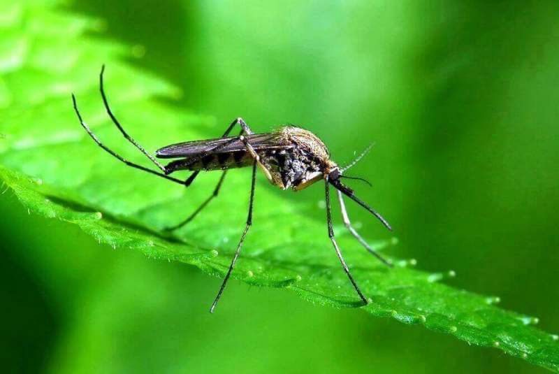 Ученые защитят человека от комариных укусов с помощью изменения запаха