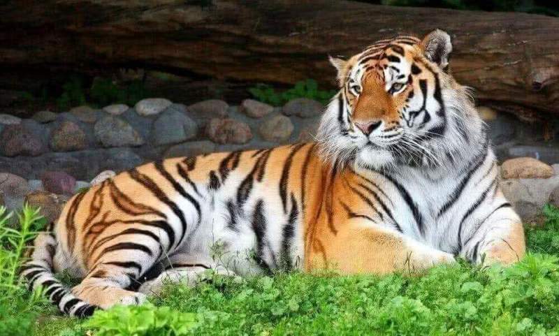 В Хабаровском крае утвержден план мероприятий по сохранению амурского тигра на 2016-2020 годы