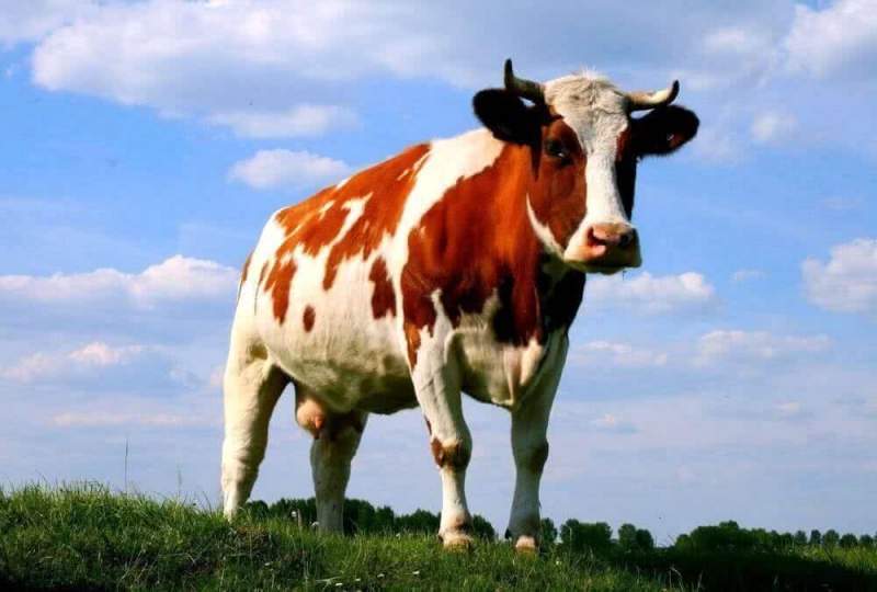 Ученые рассказали, как коровы могут помочь человеку избавиться от ВИЧ