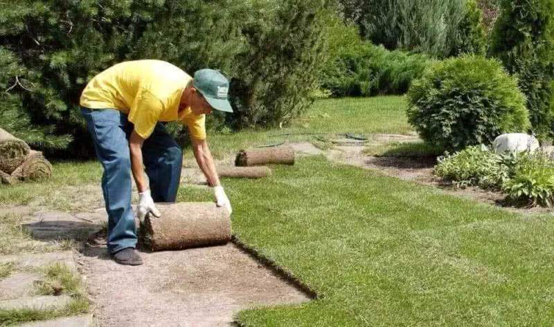 Укладка газона: цена, виды материалов, гарантии во время использования