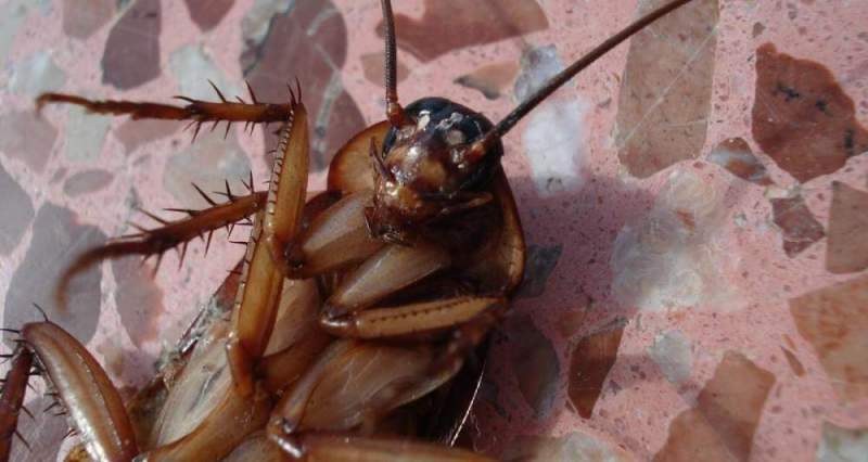 Клеевая ловушка Bros – эффективное средство для борьбы с тараканами