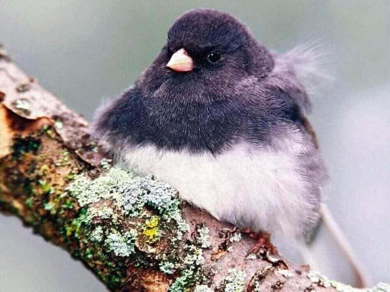 Самки певчих птиц могут подражать самцам