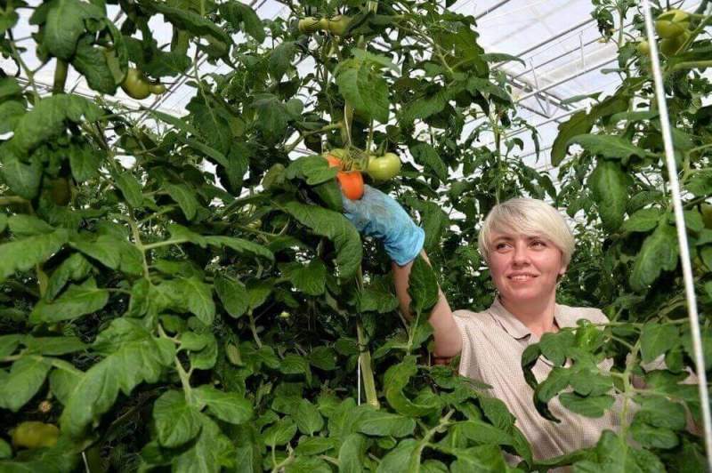 Первый урожай томатов из японского тепличного комплекса поступит на прилавки Хабаровского края в апреле