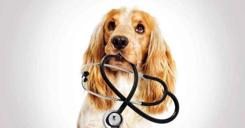 Вызов ветеринарного врача на дом: основные преимущества