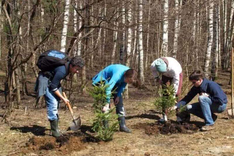 Хабаровский край присоединится к Всероссийскому дню посадки леса